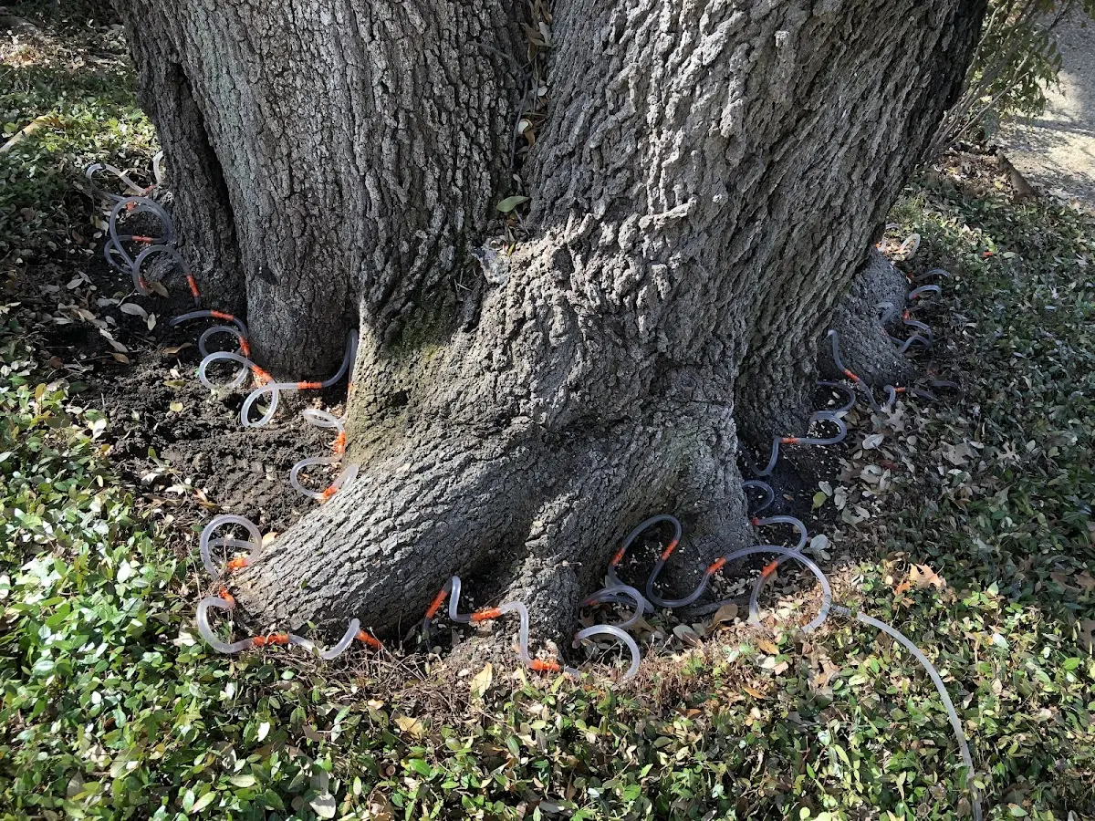 Detailed Tree Cabling and Bracing job site in Appleton